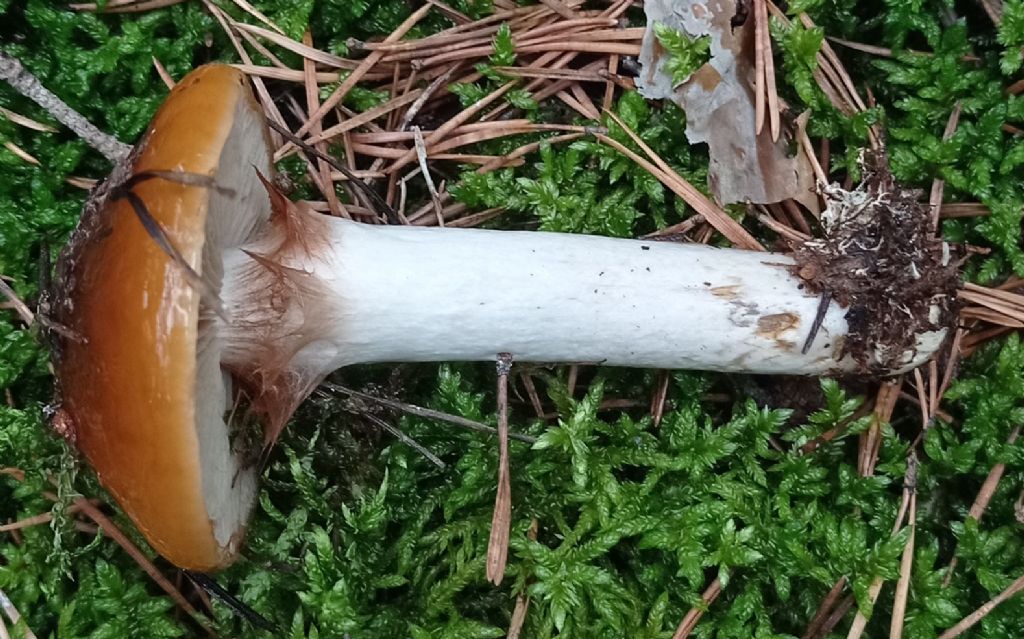 Cortinarius mucosus